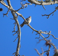Baeolophus inornatus