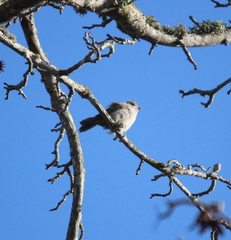 Baeolophus inornatus