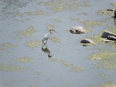 Egretta thula
