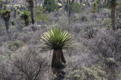Yucca carnerosana
