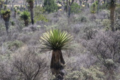 Yucca carnerosana