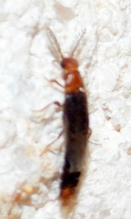 Distremocephalus texanus