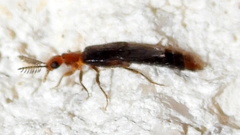 Distremocephalus texanus