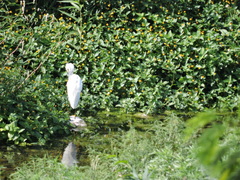 Egretta thula