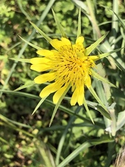 Tragopogon dubius