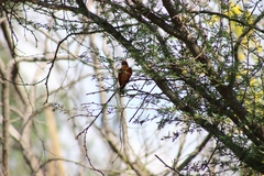 Pyrocephalus rubinus