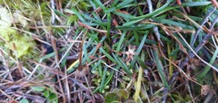 Celmisia alpina