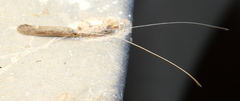 Leptocerus americanus