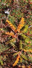 Anisotome aromatica
