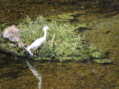Egretta thula