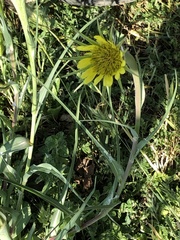 Tragopogon dubius