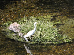 Egretta thula