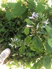 Hypoestes aristata alba