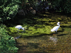 Egretta thula