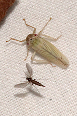 Cofana spectra