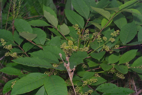 Poison sumac (Toxicodendron vernix)