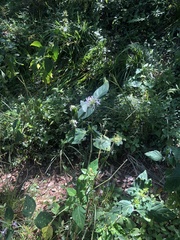 Hypoestes aristata alba