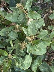 Amaranthus