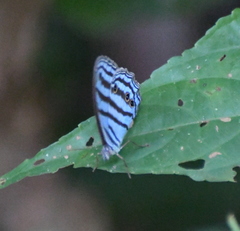 Cepheuptychia cephus
