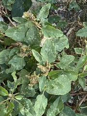 Amaranthus