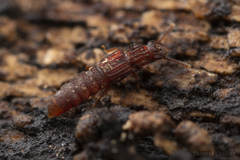 Thoracophorus costalis
