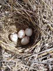 Chondestes grammacus