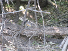 Sceloporus bimaculosus
