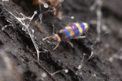 Lepidocyrtus fimicolus