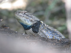 Sceloporus bimaculosus
