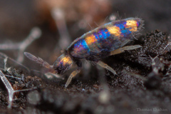 Lepidocyrtus fimicolus
