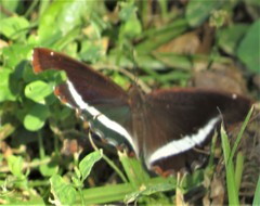 Eurytela hiarbas