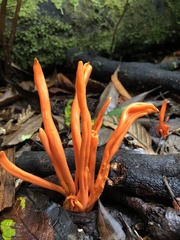 Clavulinopsis sulcata