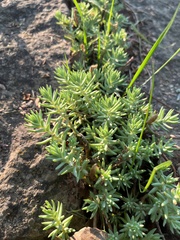 Sedum nuttallii