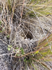 Chondestes grammacus