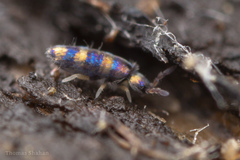 Lepidocyrtus fimicolus
