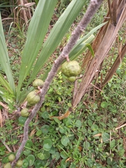 Spondias purpurea