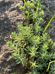 Sedum nuttallii