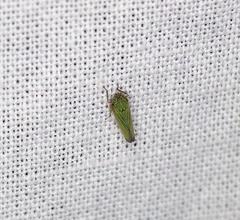 Xyphon reticulatum