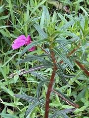 Impatiens chinensis