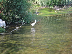 Egretta thula