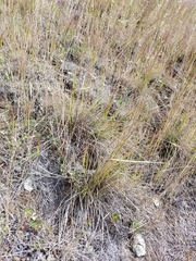 Chondestes grammacus