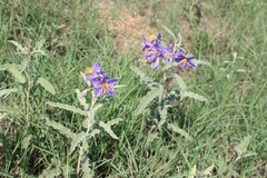 Solanum elaeagnifolium