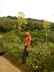 Ferula