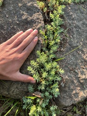 Sedum nuttallii