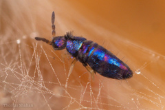 Lepidocyrtus fimicolus