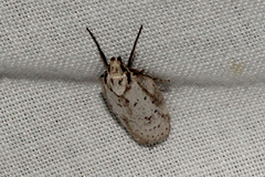 Philobota thiocrossa