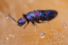 Lepidocyrtus fimicolus