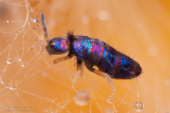 Lepidocyrtus fimicolus