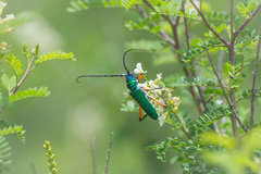 Plinthocoelium suaveolens