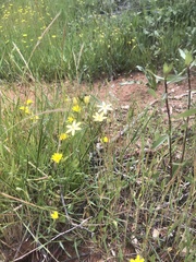 Triteleia ixioides anilina